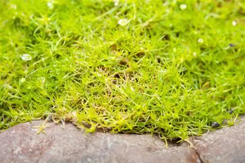 Jardín de rocas con musgo estrella