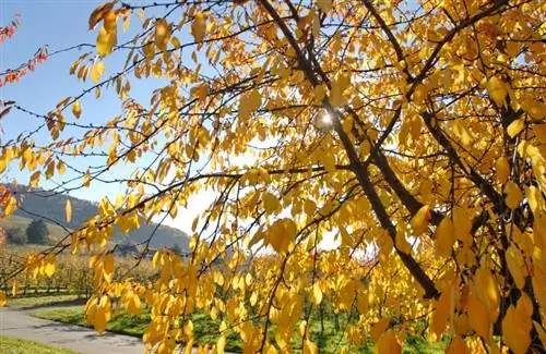 Kersenboom draagt geen vruchten