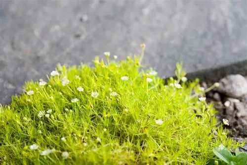 Mousse étoilée dans le cimetière