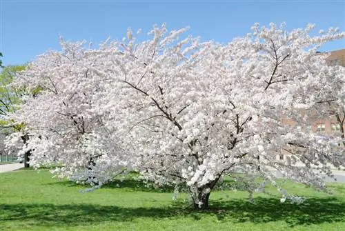 Locatie van de kersenboom