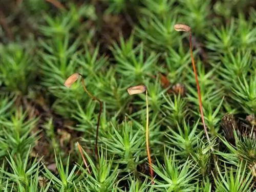 Star moss in the lawn: solutions for a moss-free green