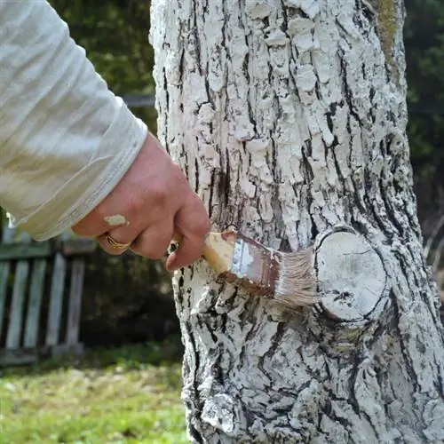 Verzorging van appelbomen: tips voor gezonde bomen en een overvloedige oogst