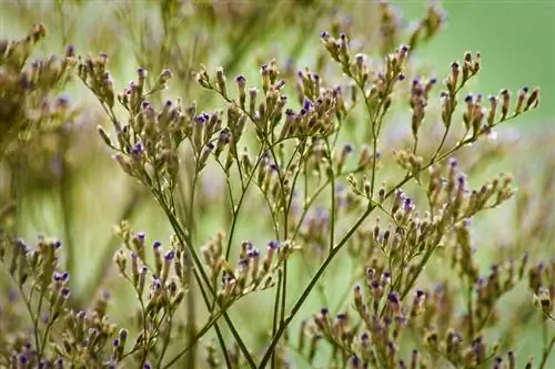 Bahari ya Lilac Frost