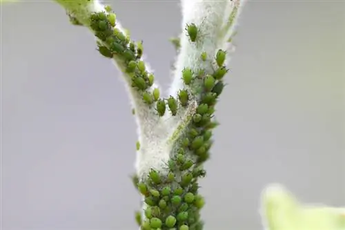 Appelboomplae: Hoe om dit te herken en te bestry