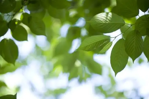 Kersenbomen vermeerderen: waarom heb je telgen nodig?