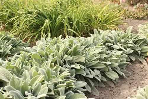 Wollziest pruning Wollziest pruning