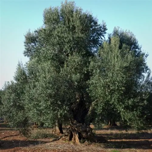 Olive tree diseases: How to protect your tree effectively