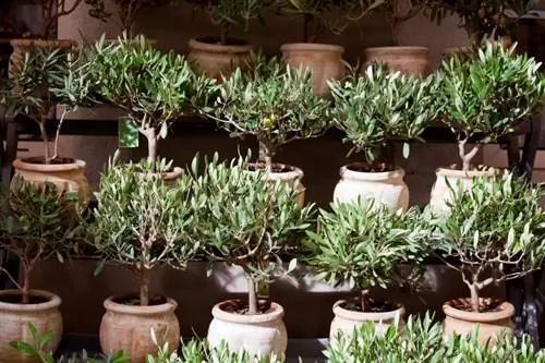 Olive tree in a pot