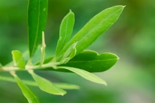 Propagate olive tree