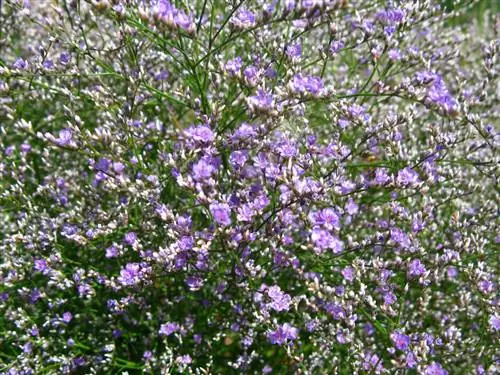 Tunza vyema lavender ya bahari: Hivi ndivyo lavender ya bahari inavyostawi