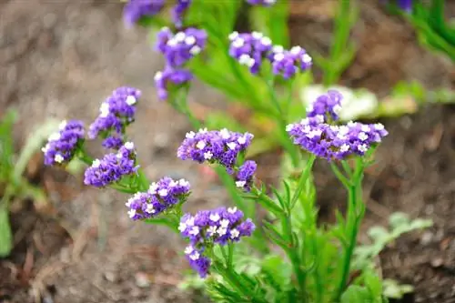 Plantar lavanda de mar