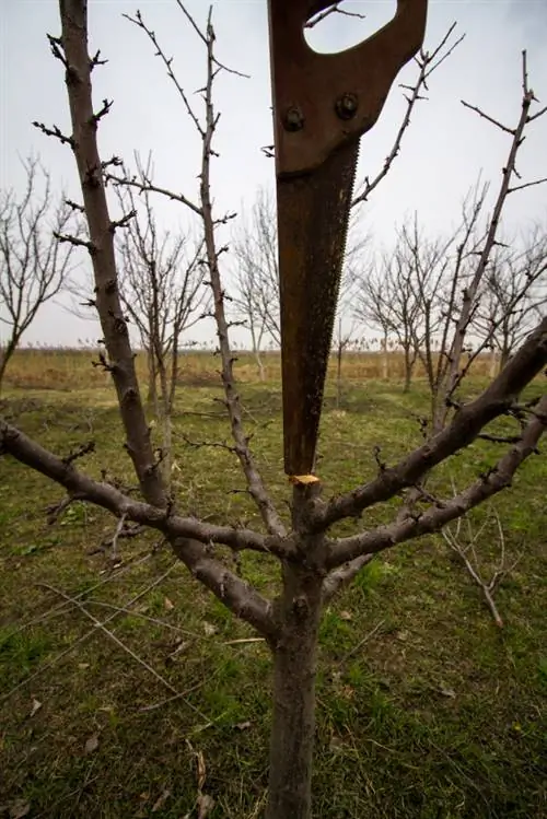 Жас шабдалы ағашын кесу - міне, ол қалай жұмыс істейді