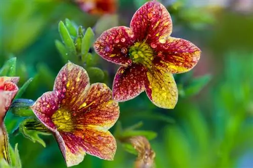 Magiska klockor: skötseltips för magnifika blommor