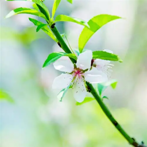 Nhân giống đào