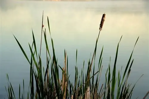 Cattail dilindungi