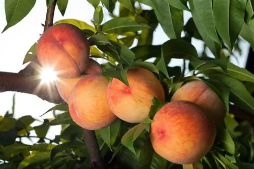 Payamanin ang mga puno ng peach nang mahusay: mga tagubilin para sa masaganang ani