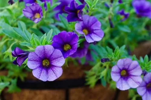 Campane magiche o petunia? Scopri le differenze