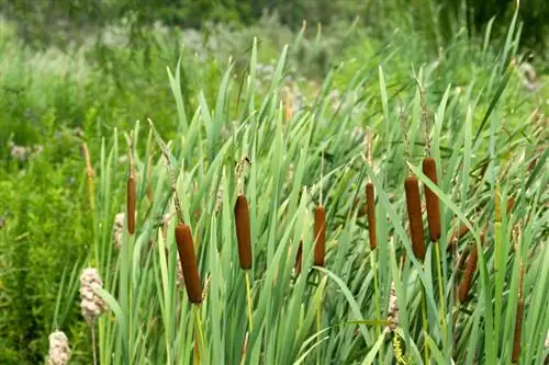 Cattails v profilu: vse, kar morate vedeti na prvi pogled