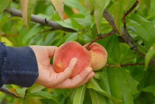 Peach variety Benedicte: madaling alagaan at masarap