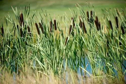 Cattails in de vijver: positieve effecten en verzorgingsinstructies