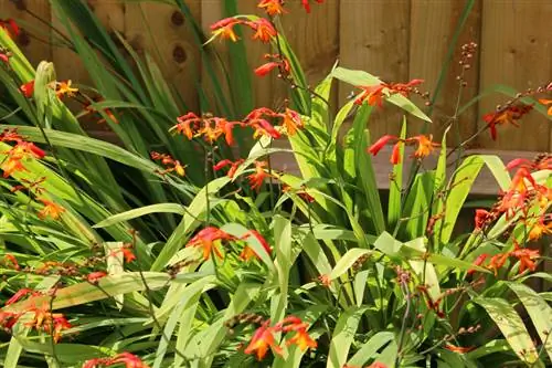 Plant Montbretia: wenke vir ligging, versorging en voortplanting