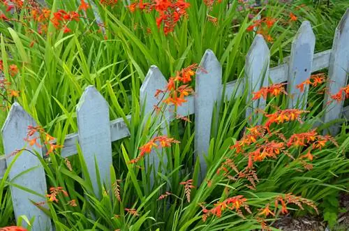 Propagación de Montbretia