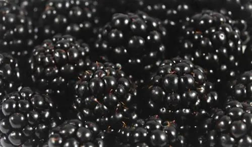 Pendekezo la aina ya Blackberries: Aina bora zaidi za bustani