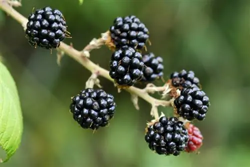 Mengumpulkan blackberry: tips dan trik untuk hutan dan taman