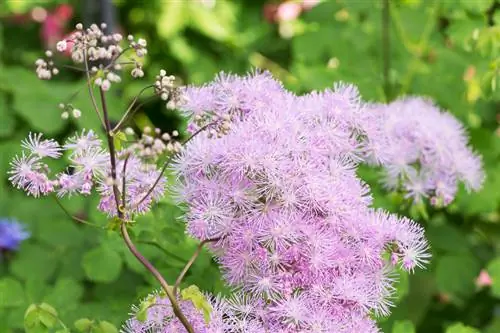 Meadow Rue Care: wenke vir gesonde, blomplante