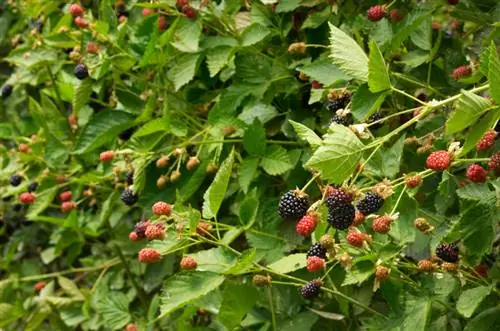 Τοποθεσία Blackberries