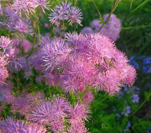 Meadow Rue: Ubicació òptima per a un creixement saludable