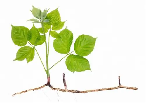 Blackberry cuttings