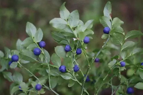 Période de récolte des bleuets sauvages