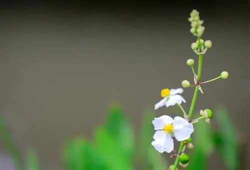 Caracteristici lingurii broasca