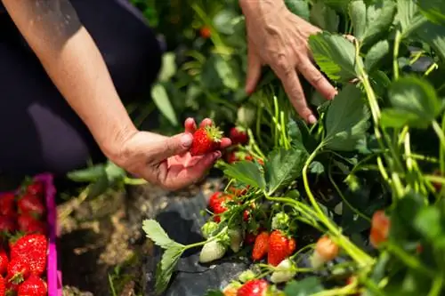 Oras ng pag-aani ng mga strawberry