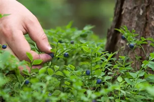 Panahon ng ligaw na blueberries