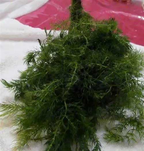 Skrb za hornleaf Skrb za hornleaf