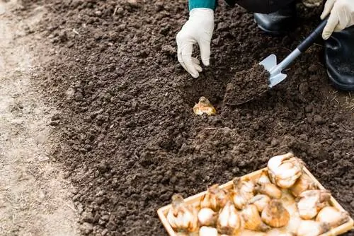 Bloembollen planten