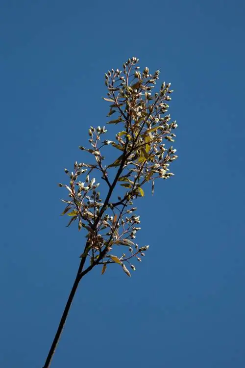 Tallos de pera de roca de cobre