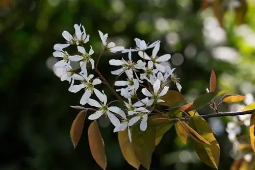 Copper Rock Pear: Kinga na Udhibiti wa Magonjwa