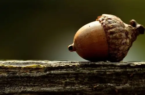 Acorn poisonous: risks and symptoms of poisoning