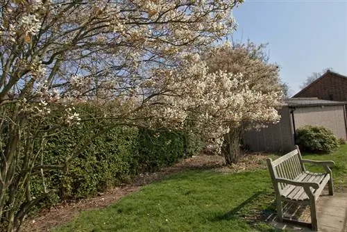 Soleil de poire de roche de cuivre