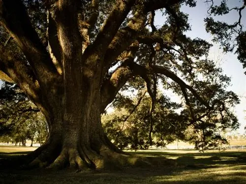 ¿Dónde crece el roble más antiguo de Europa? Una visión fascinante