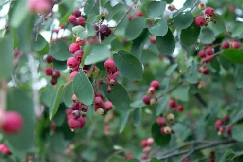 Copper Rock Pear: fruites delicioses per a gurmets i jardiners