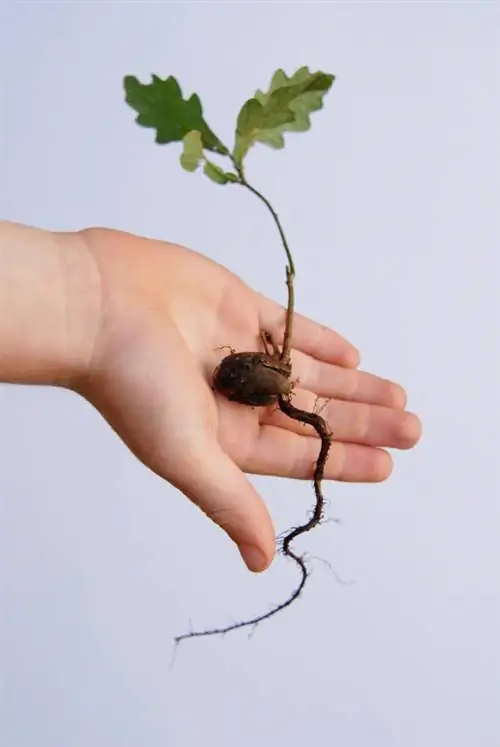 উদ্ভিদ acorns