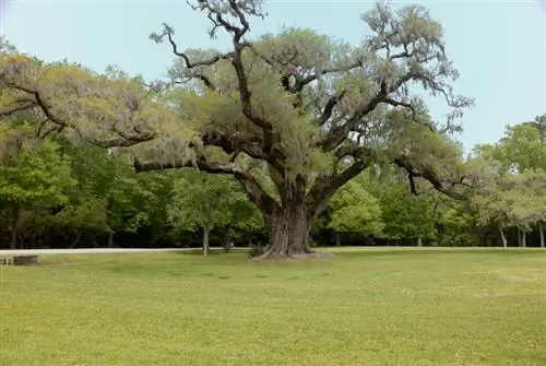 Mga ugat ng Oak: Gaano kalalim ang paglaki ng mga ito at bakit?