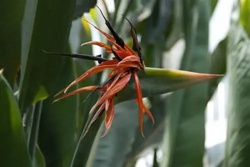 Potatura della strelitzia