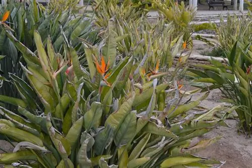 Տարածել strelitzia