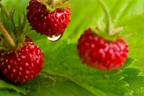 Strawberi: Asal-usul yang menarik dan fakta menarik