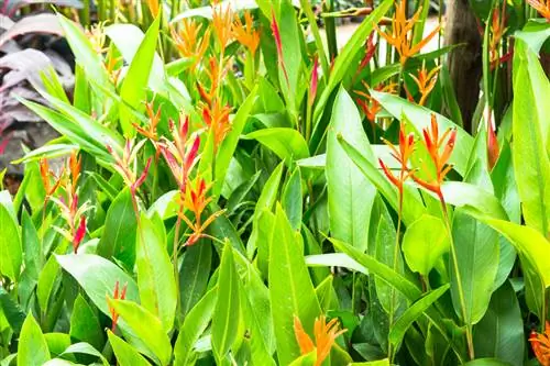 Strelitzia propagation